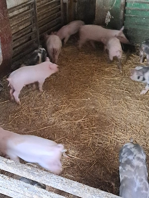 vând purcei  - imagine 3