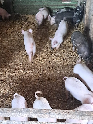 vând purcei  - imagine 4