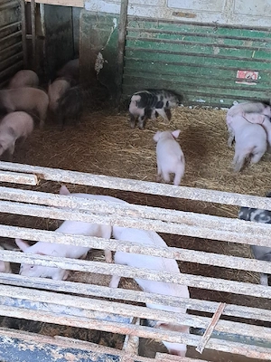 vând purcei  - imagine 2