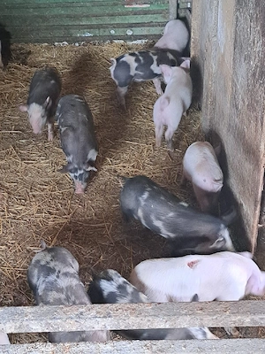 vând purcei  - imagine 5