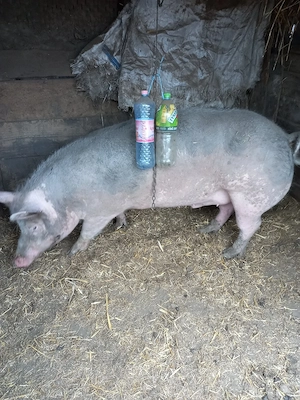 Porci de vânzare  - imagine 3