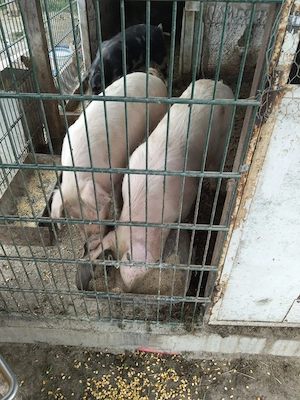 Vand porci-purcei între 50-80 kg