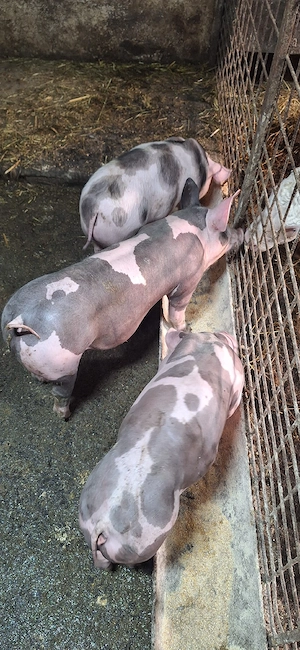 Purcei pietrean belgian - imagine 3