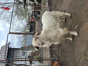 Țap de vânzare preț negociabil  - imagine 5