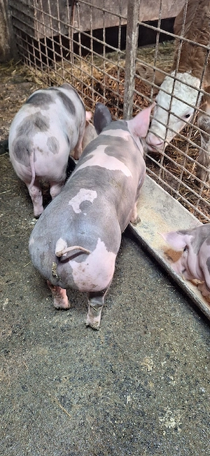 Purcei pietrean belgian - imagine 2