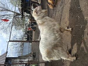 Țap de vânzare preț negociabil  - imagine 4