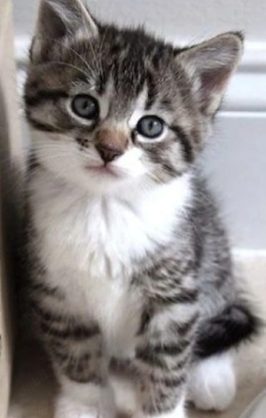 Siberiana de pădure  - imagine 4