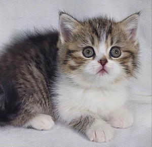 Siberiana de pădure  - imagine 3