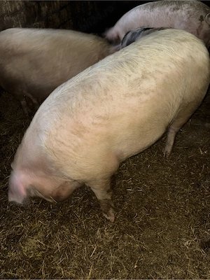 Vand porc 200-250 Kg 14 lei  - imagine 2