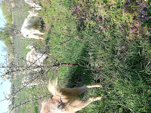 Vînd 4 capre fatate - imagine 2