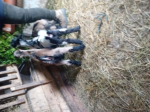 Vînd 4 capre fatate