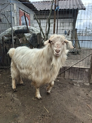 Țap de vânzare preț negociabil  - imagine 3