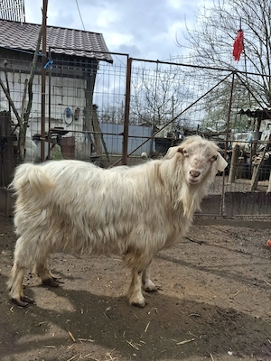 Țap de vânzare preț negociabil  - imagine 2