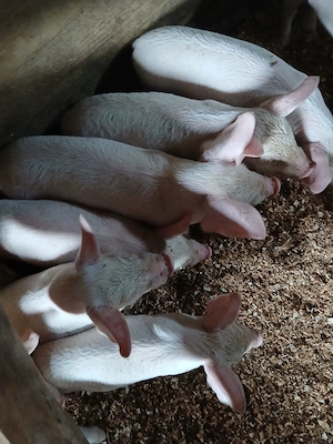 Vand purcei 7 săptămâni  - imagine 3