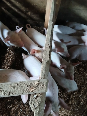 Vand purcei 7 săptămâni  - imagine 2