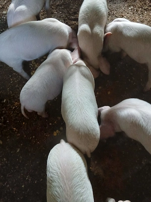 Vand purcei 7 săptămâni 