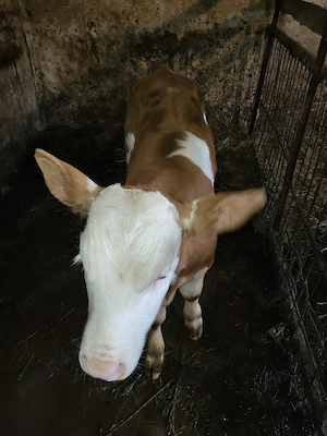Vitel de vanzare 2 luni jumate