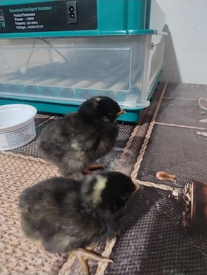 De vanzare pui de gaina