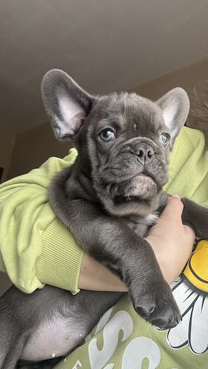Bulldog francez blue mascul  - imagine 3