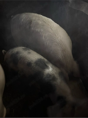 Vand porc 200-250 Kg 14 lei  - imagine 3