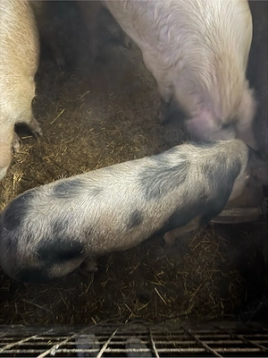 Vand porc 200-250 Kg 14 lei  - imagine 4