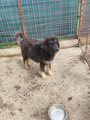 Femelă Mastiff Tibetan 