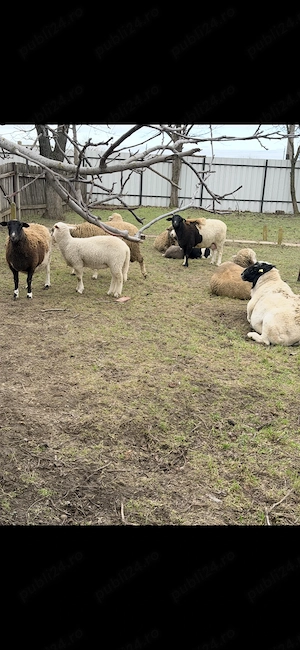 Recrutez om de curte serios familist. - imagine 4