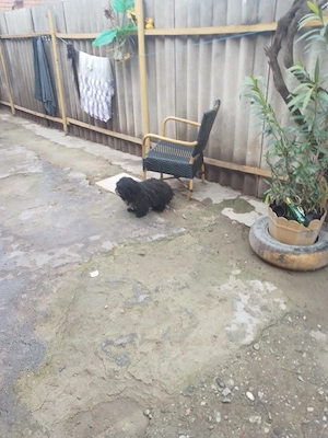 Caine de vanzare  - imagine 4