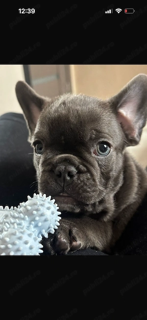 Bulldog francez blue mascul  - imagine 2