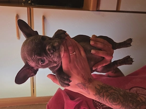 Vand cetei buldo francezi  - imagine 5