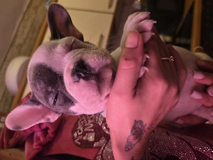 Vand cetei buldo francezi  - imagine 9