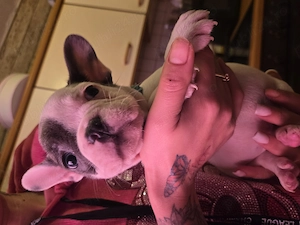 Vand cetei buldo francezi  - imagine 8