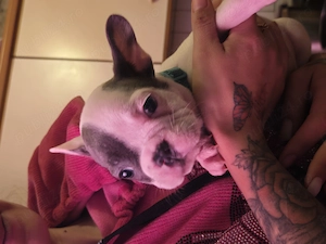 Vand cetei buldo francezi  - imagine 6