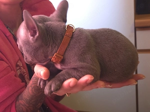 Vand cetei buldo francezi  - imagine 2