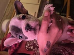 Vand cetei buldo francezi  - imagine 7