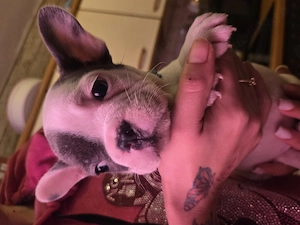 Vand cetei buldo francezi  - imagine 4