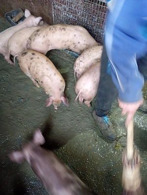 Purcei bine crescuti - imagine 2