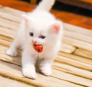 Pisicut alb angora turceasca  - imagine 3