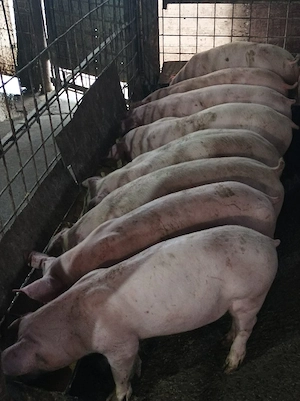 Soldanei 45-50 kg  - imagine 4