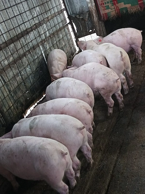 Soldanei 45-50 kg  - imagine 5