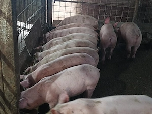 Soldanei 45-50 kg  - imagine 2