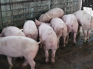 Soldanei 45-50 kg  - imagine 3