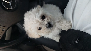 Bichon minitoy  rasă pură 