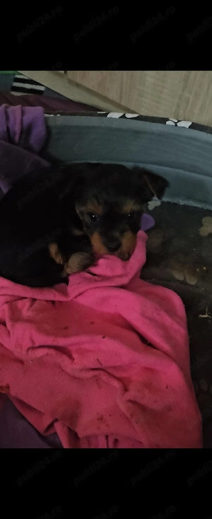 Yorkshire terrier  - imagine 2