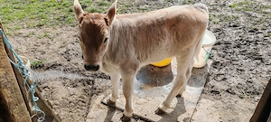 Vând vițea de ținut 