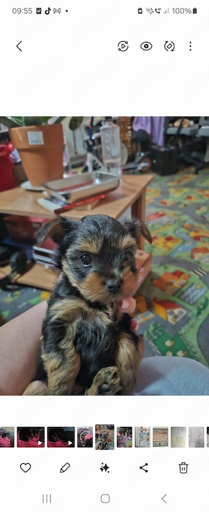 Yorkshire terrier  - imagine 3