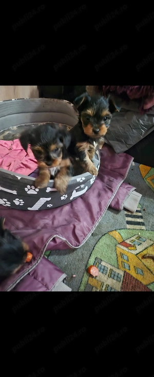 Yorkshire terrier  - imagine 4