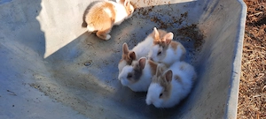 Vând  iepurași de Paște 