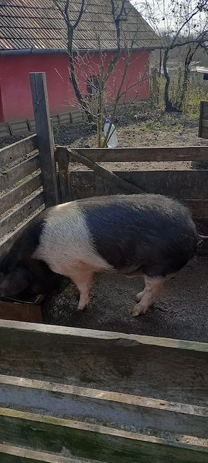 Vând porc de sacrificat Bazna . Valea largă judetul Mureș  - imagine 3