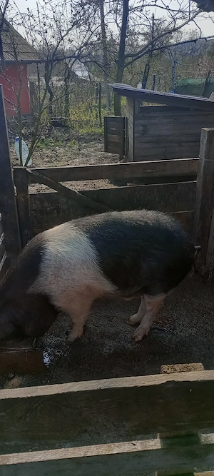 Vând porc de sacrificat Bazna . Valea largă judetul Mureș 